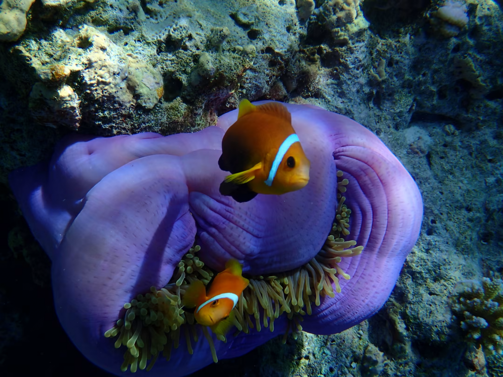 Eri Maldives (ex. Eriyadu Island Resort) 4*