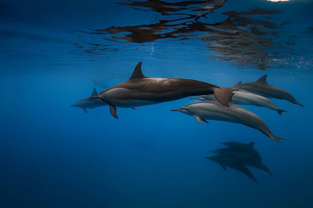 WINGS By Hawks Hotels 3*