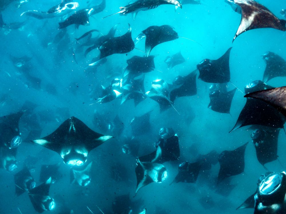 NH Collection Maldives Reethi Resort (ex. Reethi Beach Resort) 4*