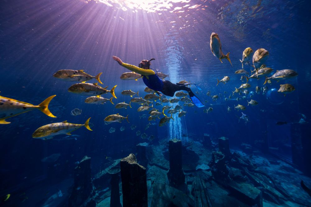 Atlantis The Palm, Dubaі 5*