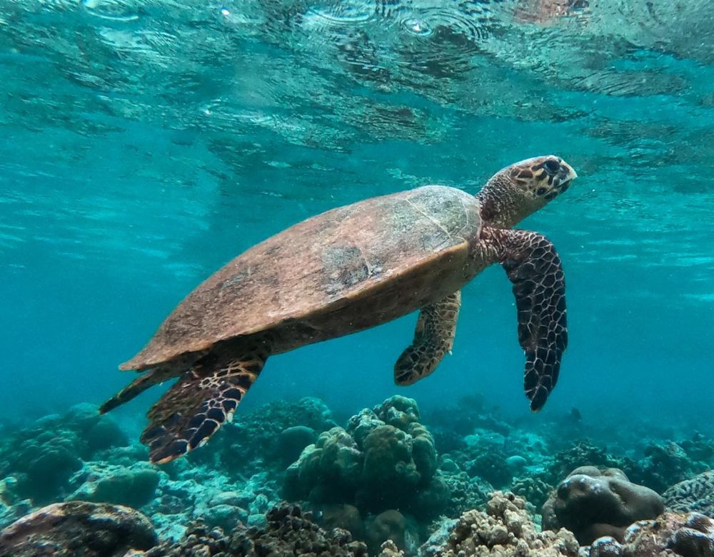 NH Collection Maldives Reethi Resort (ex. Reethi Beach Resort) 4*