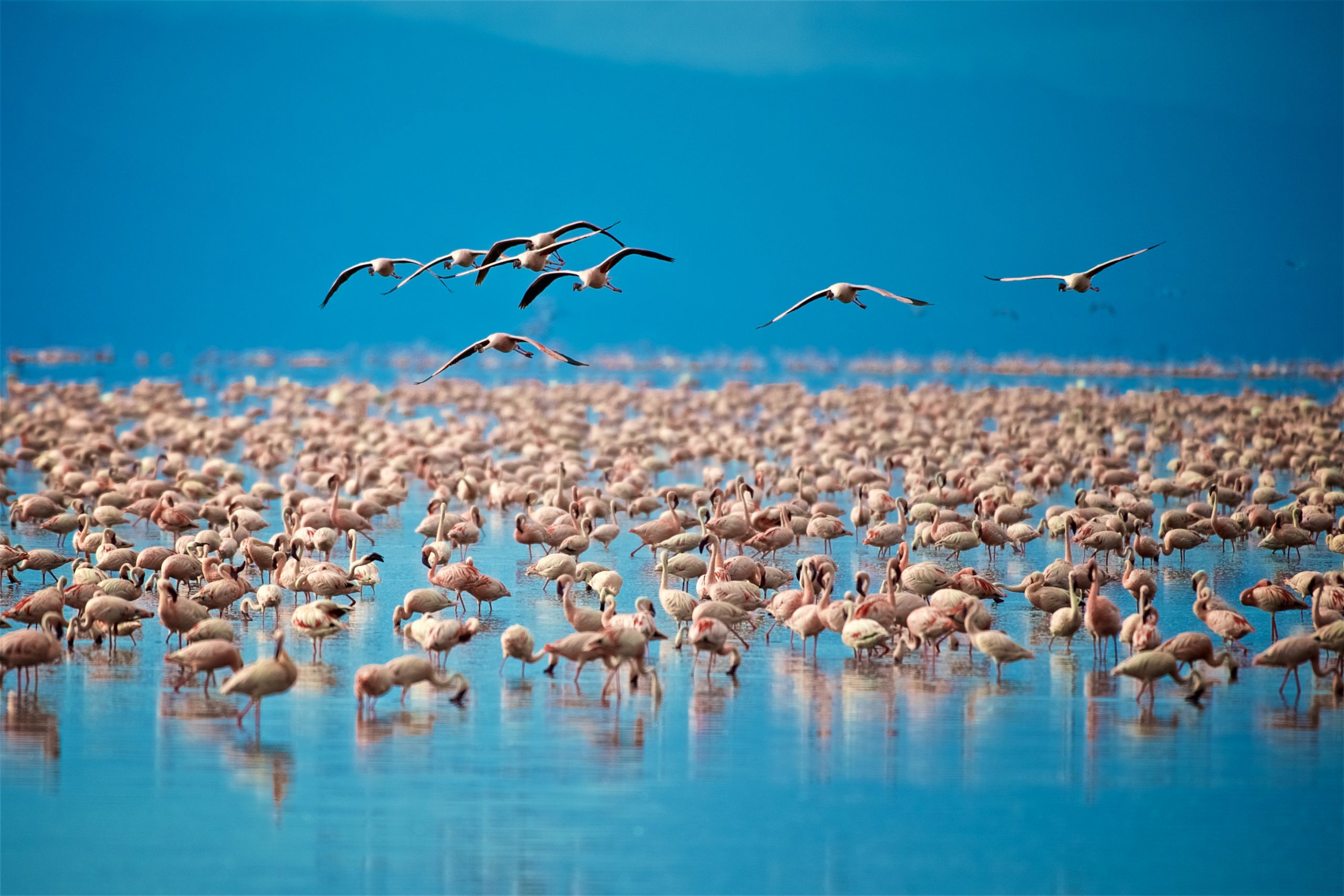 Озеро Фламинго на Занзибаре