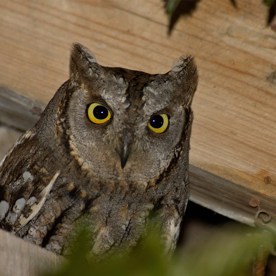 Сплюшка. Сова сплюшка. Сплюшка - Otus SCOPS (Linnaeus, 1758). Сплюшка Otus SCOPS. Сова сплюшка (Otus SCOPS).